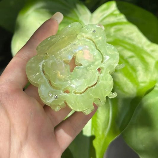 三雏菊中型毛爪