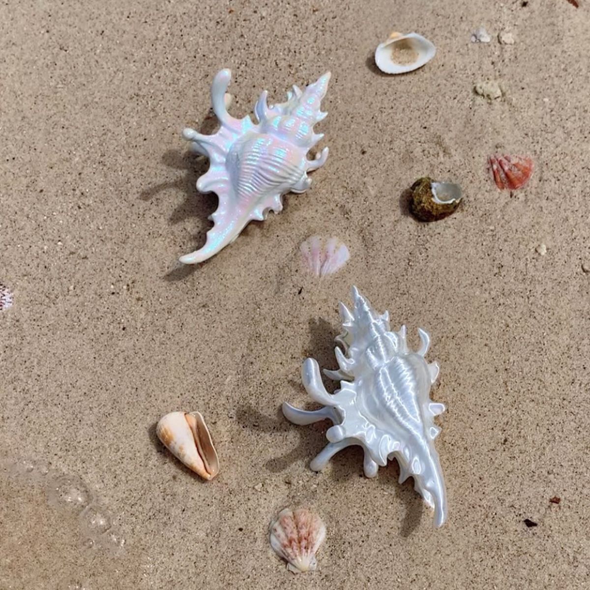Jumbo 3D-Printed Conch Venus Hair Claw
