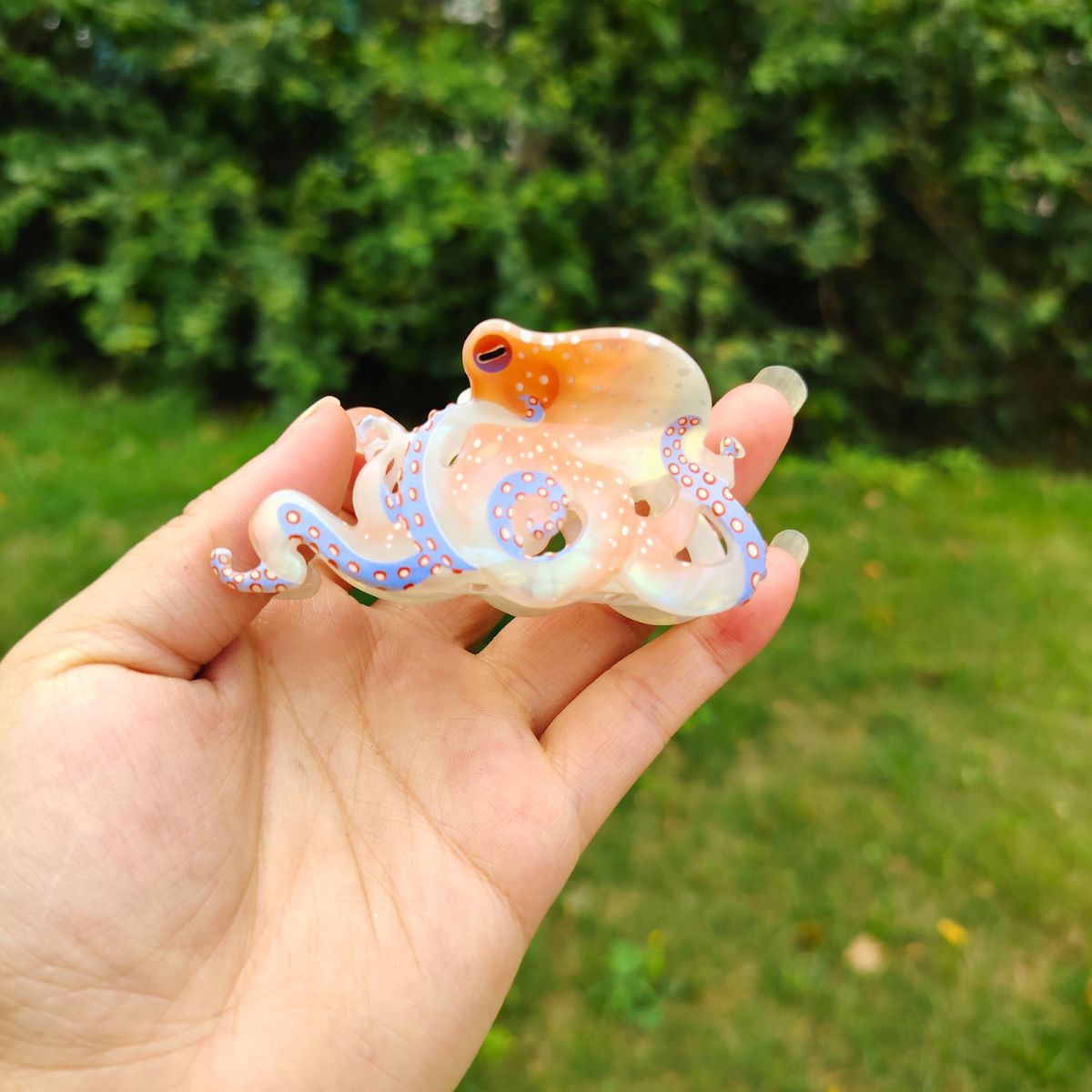 白章鱼毛爪