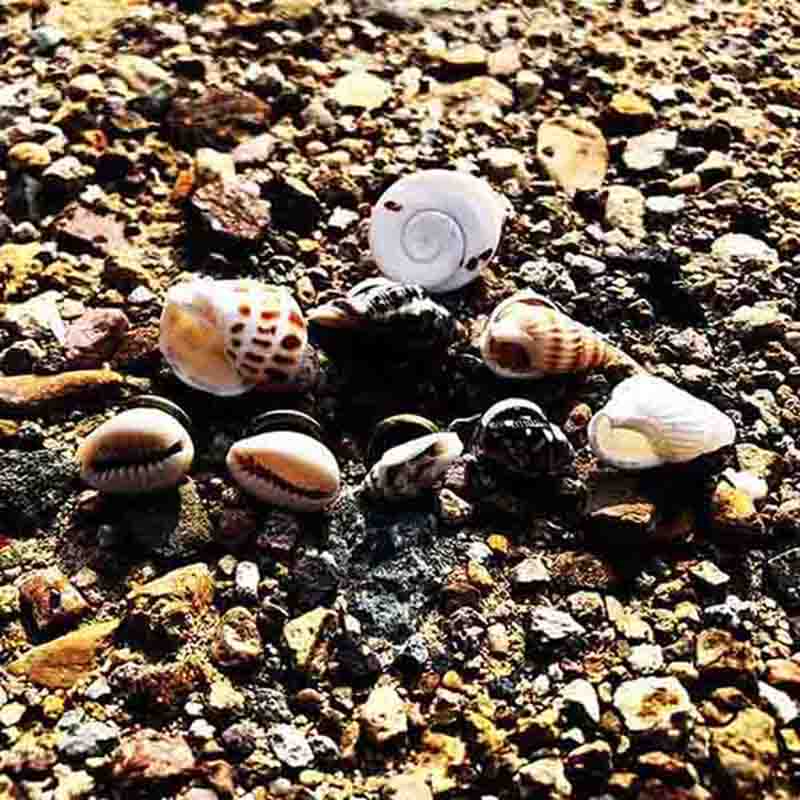 Sliver Flower Pointed Conch Earrings