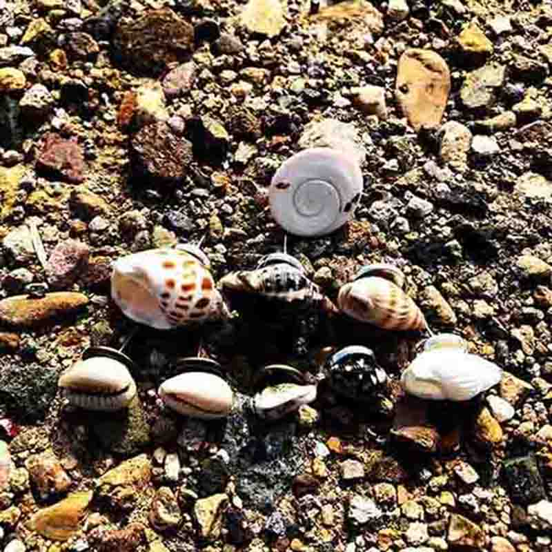 Sliver Little Shell Earrings