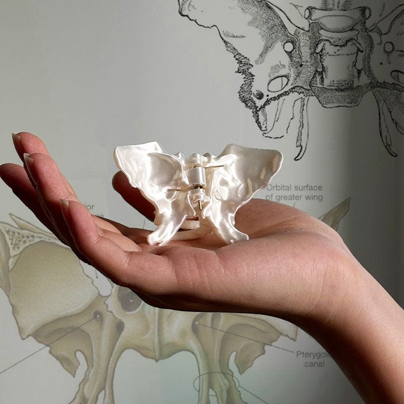 Medium Butterfly Skeleton Hair Claw